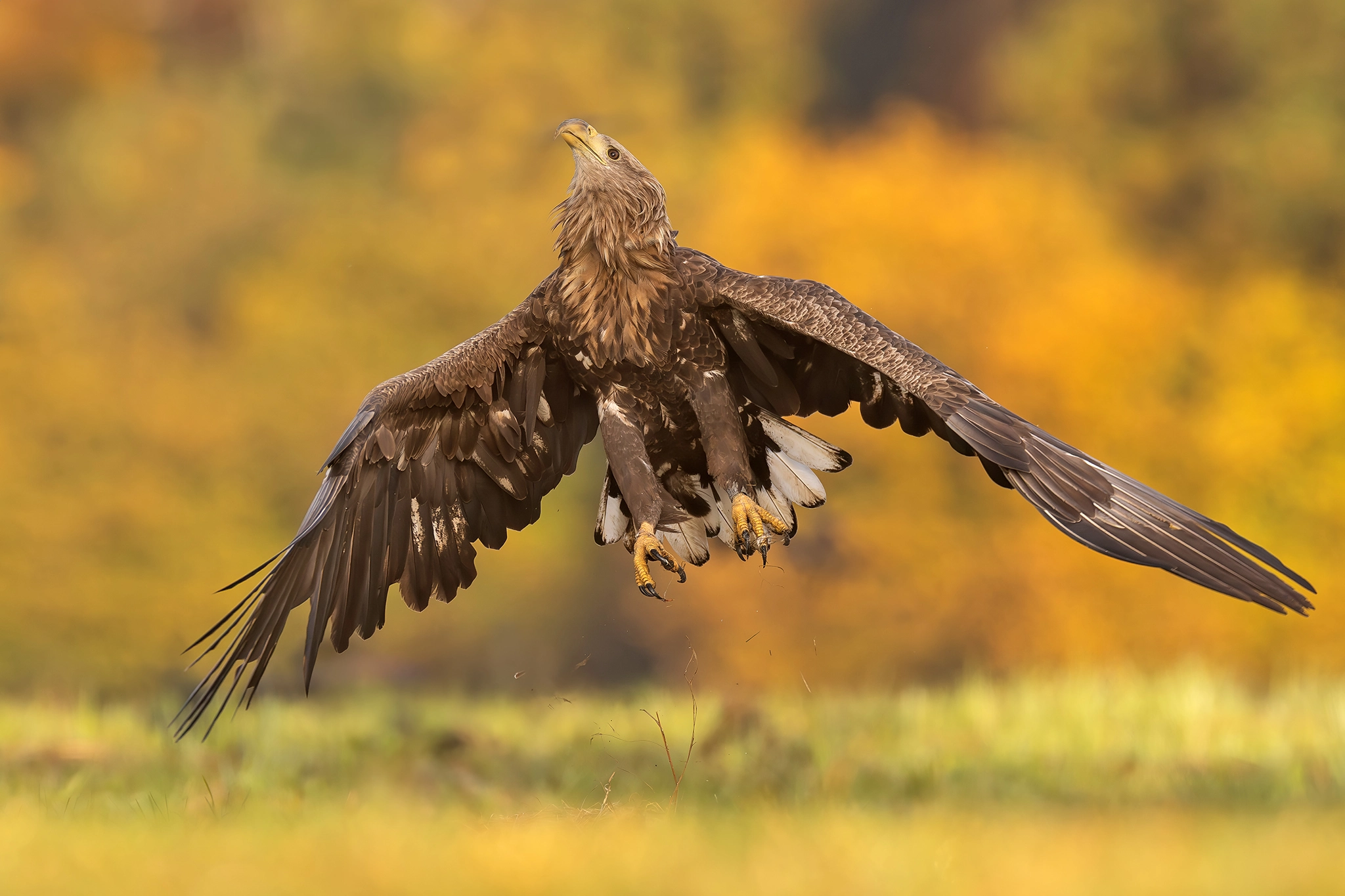 White-tailed Eagle Expedition gallery image 7